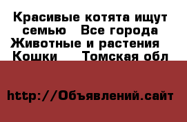 Красивые котята ищут семью - Все города Животные и растения » Кошки   . Томская обл.